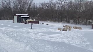 Sheep in Delhi Township