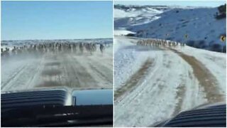 Herd of Pronghorns filmed running at full speed