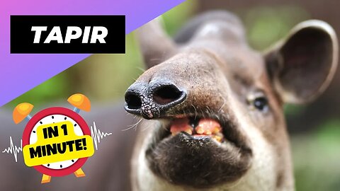 Brazilian Tapirs - In 1 Minute! ❤️‍🔥 Cuddliest Giants of Brazil! | 1 Minute Animals