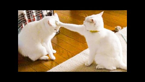 Hilarious Cat Viral Videos | Ultimate Cat Compilation 2019