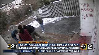 Police looking for teens who burned and beat cat