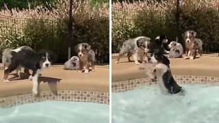 Puppy accidentally falls into the pool
