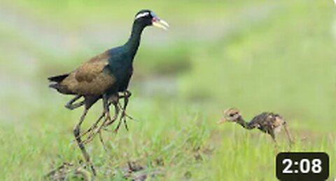 Bronze winged Jacana chicks _ Bronze winged Jacana _ Jacana _ Jacana chicks hide under male's wings_