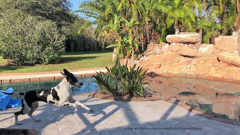 Happy Great Danes Enjoy Their Morning Laps Around The Pool