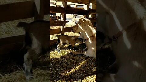 #goats #homesteading #homestead #farmanimals #babygoat #cuteanimals #babyanimals #adorable