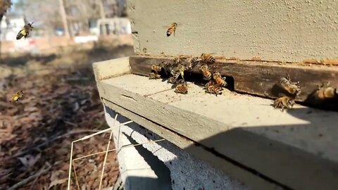 Bees Landing on a warm 12th Feb