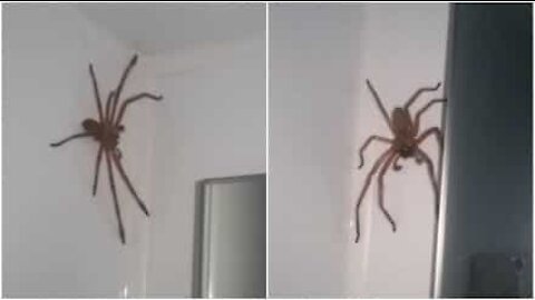 Et par prøver å fange en gigantisk edderkopp på soverommet