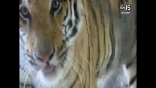 Behind the scenes: Bengal tiger's veterinarian appointment at the Wildlife World Zoo - ABC15 Digital