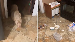 Guilty dog literally cannot face what he's done