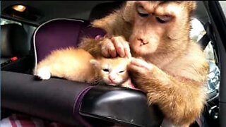 Macaco forma bela amizade com um gatinho