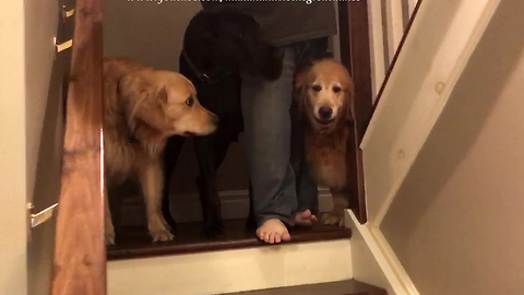 Golden Retrievers teach Great Dane how to use stairs