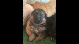Tiny German Shepherd puppy starts service dog school