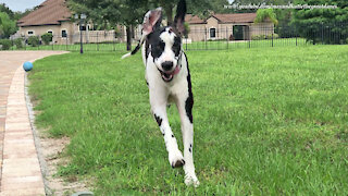 Funny Great Dane Would Rather Play Than Work