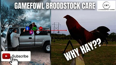 Gamefowl Care FOR New Broodstock Season // Why Hay is AMAZING!