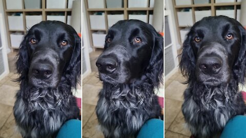 Cute pup has the best dancing eyebrows ever