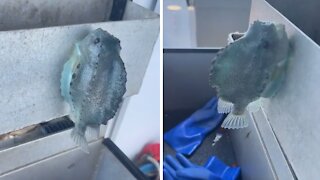 Strange fish will stick to any surface even out of the water
