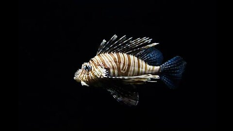 fish swimming inside an aquarium