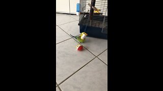 Budgie playing