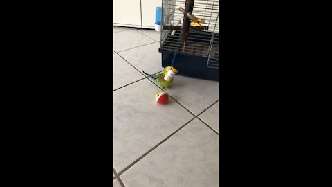 Budgie playing