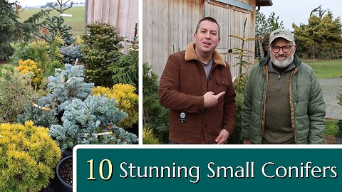 10 Stunning Conifers for your Small Garden