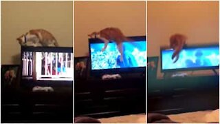Gatto perde l'equilibrio e rompe la TV
