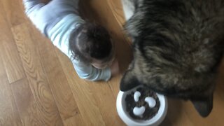 Alaskan Malamute Howls In Protest Of Sharing His Food