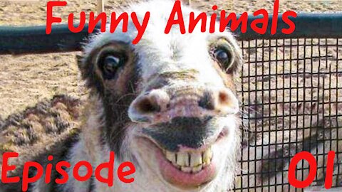 Funny Animals E01