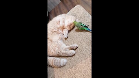 Super patient cat lets parrot annoy him during nap time