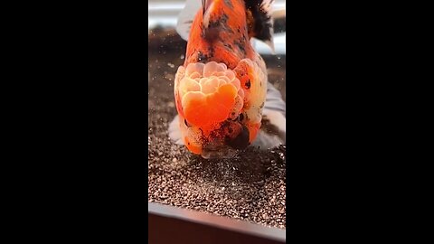 This goldfish is HAPPY