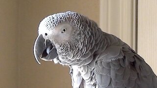 Talking parrot decides to count numbers in a totally random order