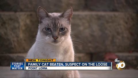 Family cat beaten, suspect still on the loose