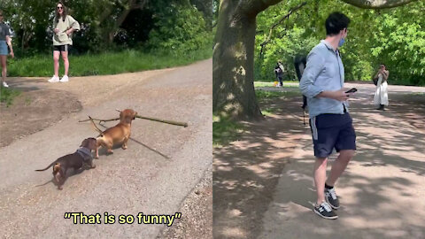 Funniest & Cutest thing you ever see when you walk on the road, this dog make the day