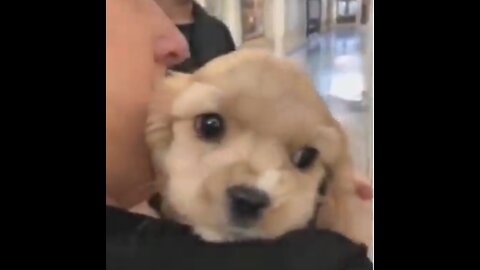 cute dog wants to hug so bad...OMG SO CUTE!!!