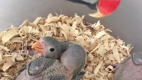 Smiling Parrot Coddles Baby Parakeets