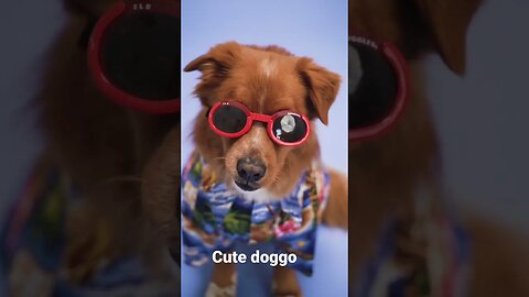 Cute Dog on glasses Photo studio Session #shorts