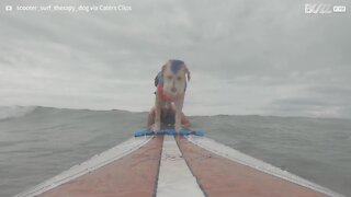 Découvrez Scooter, le chien surfeur!