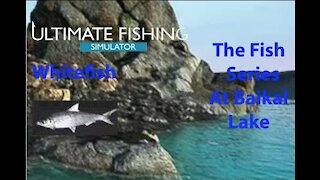 Ultimate Fishing Simulator: The Fish - Baikal Lake - Whitefish - [00021]