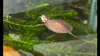 Baby Turtle Enjoying Some Fish Food