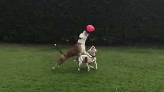 Disse hunde går amok over ballon