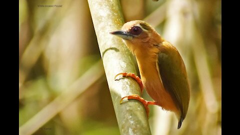 White-browed Piculet bird video