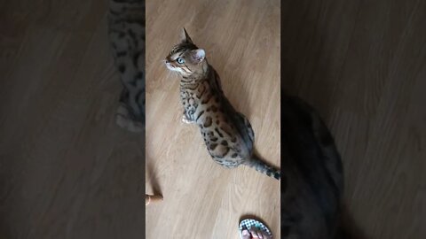 Bengal cat sees fan for first time #bengalcat #cutecat #funnycat