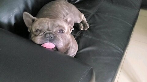 French bulldog laying down comfortably