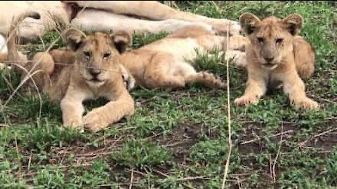 Cuccioli fanno la guardia mentre i leoni dormono