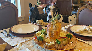 Polite Great Danes Enjoy Turkey Breast & Stuffing Donuts