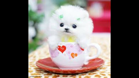 cute little puppy tik tok #Mypuppies