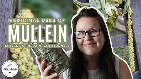Medicinal Uses of Mullein | One of the BEST Respiratory HERBS!