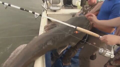 Strongest Catfish River Monster! Amazing Fishing!