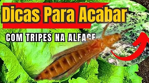 Como Acabar Com tripes na Alface Dicas simples para Fazer