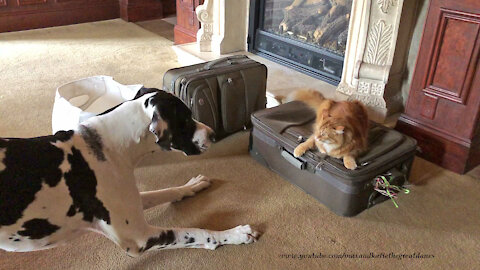 Funny Bouncing Great Dane Guards Cat Guarding Suitcase