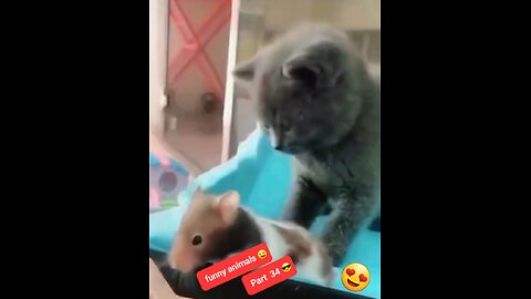 Funny animals part 34 😆 | funny pets | cute animals | cute pets | funny videos 📹